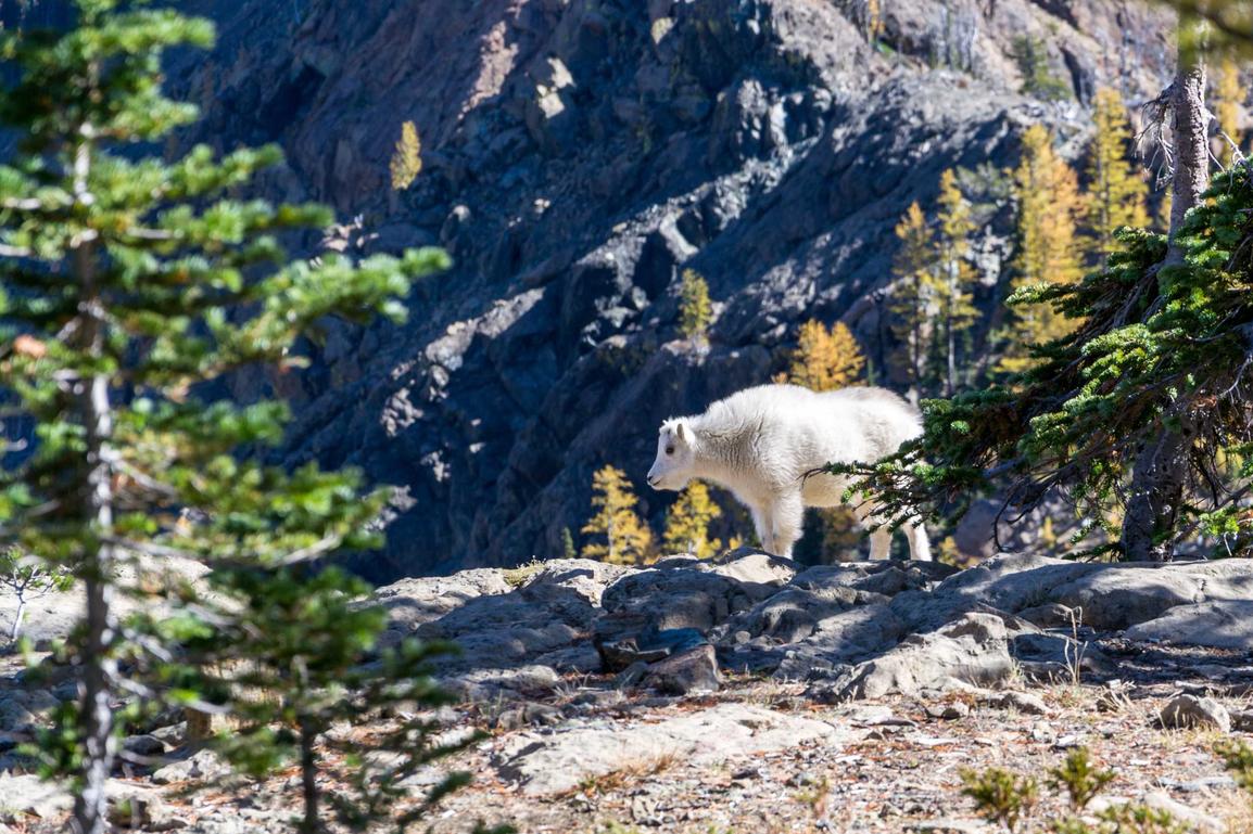 Aspernatur incidunt
